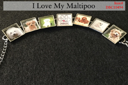 MaltiPoo